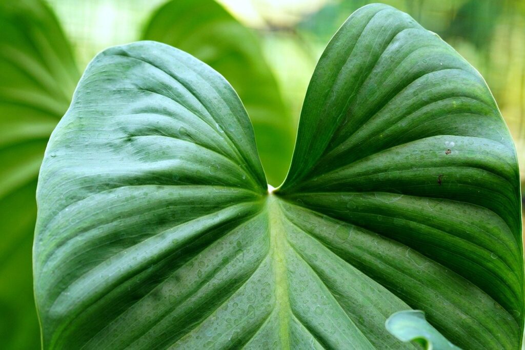 Application Gratuite pour Reconnaître les Plantes