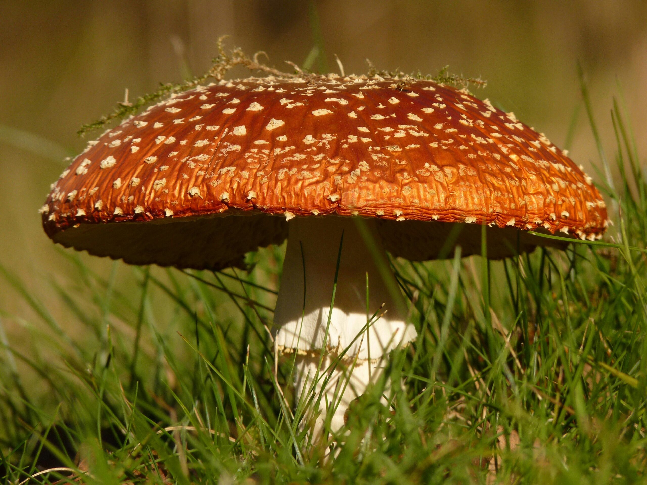 Les appli pour reconnaître les champignons gratuite