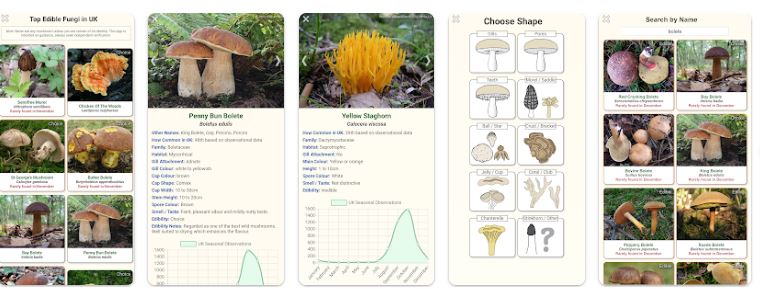 Les appli pour reconnaître les champignons gratuite